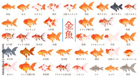 金魚品種|金魚の品種（種類）カタログ